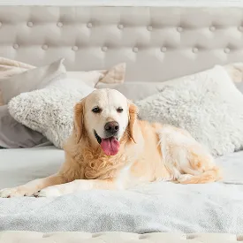 大型犬 可能物件をお探しの方
