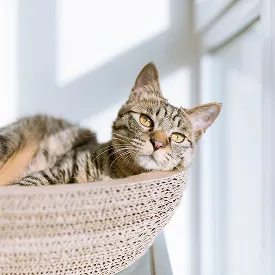 ネコ 可能物件をお探しの方