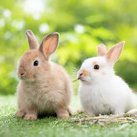 うさぎ 可能物件をお探しの方