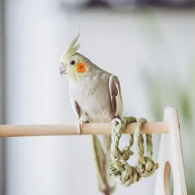 鳥 可能物件をお探しの方
